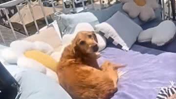 Reprodução / Redes sociais