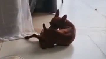 Reprodução / Redes sociais