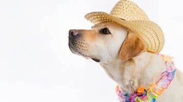 Ilustrativa / FreePik