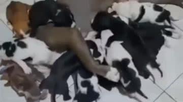 Reprodução / Redes Sociais