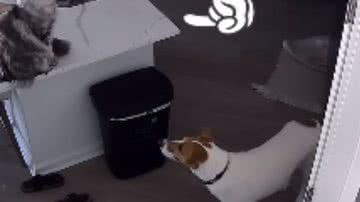 Reprodução / Redes Sociais