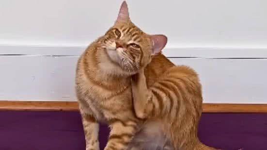 Reprodução / Instagram