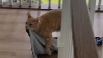 Reprodução / Redes sociais