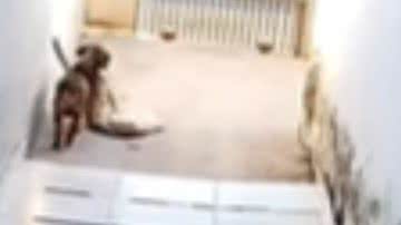 Reprodução / Redes sociais