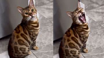 Reprodução / Redes sociais