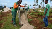 Prefeitura de Salvador inicia plantio de mudas de coqueiros na capital baiana