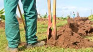 Prefeitura de Salvador inicia plantio de mudas de coqueiros na capital baiana