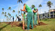 Prefeitura de Salvador inicia plantio de mudas de coqueiros na capital baiana