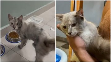 Reprodução/ vídeo