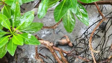 Divulgação/Corpo de Bombeiros