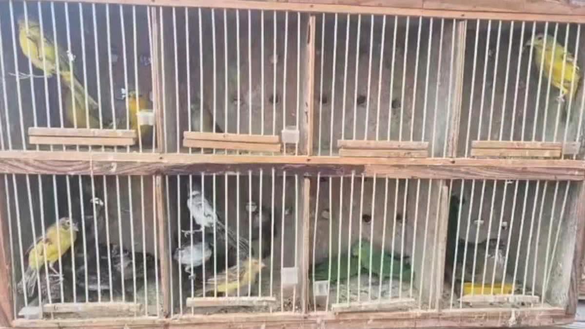 Aves silvestres são resgatadas pela PM antes de serem vendidas ...