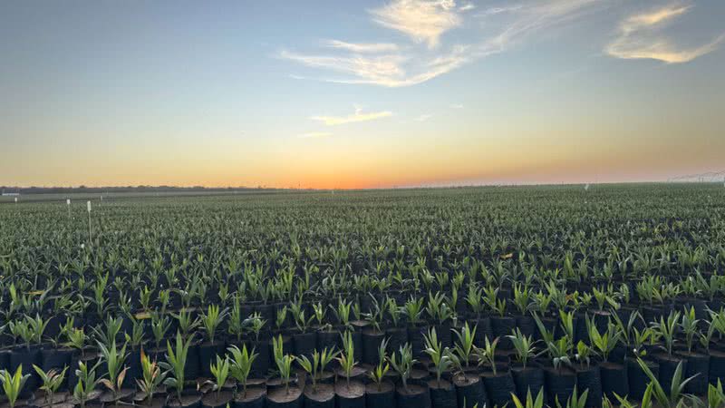 Projeto de biocombustíveis a partir da macaúba vai transformar pastagens degradadas em florestas e vai produzir SAF e diesel renovável - Divulgação / Acelen