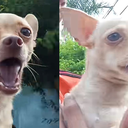 Reprodução/Tiktok/@copito_daily