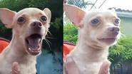 Reprodução/Tiktok/@copito_daily