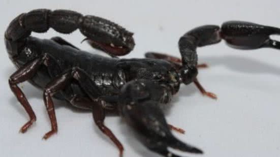 Pedro Ferreira Bisneto/iNaturalist/Divulgação FAPESB