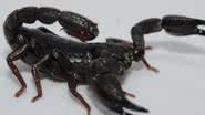 Pedro Ferreira Bisneto/iNaturalist/Divulgação FAPESB