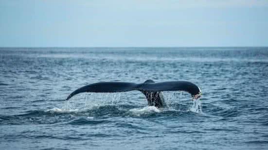 Ilustrativa / FreePik