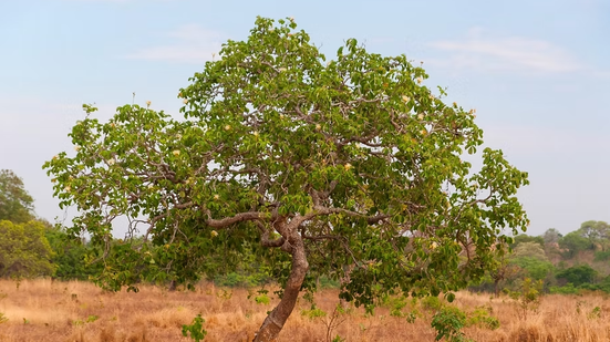 Reprodução Escola de Botânica