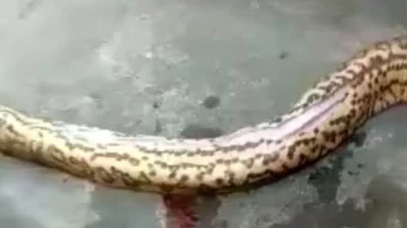 Reprodução / Vídeo @namidia.news