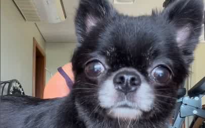 Foto: Reprodução/ Meire Polles