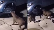 Reprodução Tik tok @blogdoraisilva.com