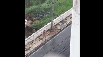 Reprodução