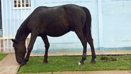Reprodução/Portal aRede