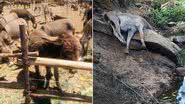 ONG SOS Animais/Divulgação