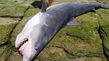 Reprodução/ Leitor BNews