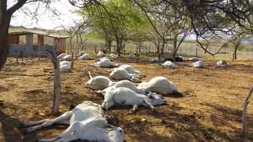 Reprodução / Achei Sudoeste