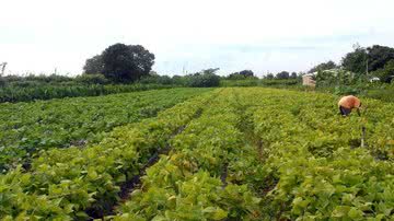 Imagem Agricultura no Brasil: setor estratégico que atende a todos?
