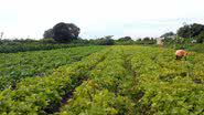 Imagem Agricultura no Brasil: setor estratégico que atende a todos?