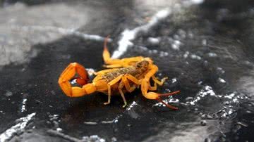 Flickr/Prefeitura São José dos Campos