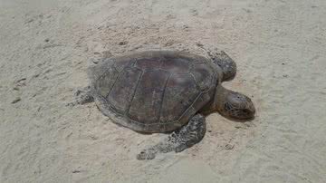 Juliana Viana/Arquivo Pessoal