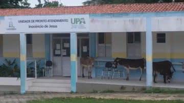 Reprodução