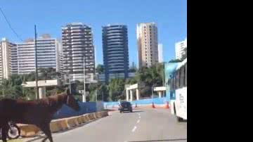 Reprodução