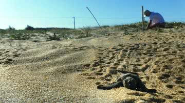 Divulgação / Tamar