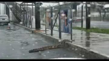 Divulgação (Leitor BNews)