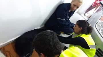 Divulgação/ CRMV-BA