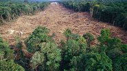 Imagem  Desmatamento cresce 15% nos últimos 12 meses, diz ONG