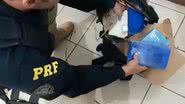 Divulgação/PRF