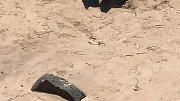 Ana Ferreira /Leitora BNews