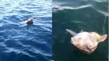 reprodução // Youtube