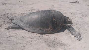 Hilton Almeida/Arquivo Pessoal