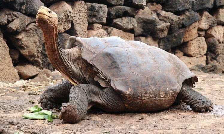 Divulgação/ Parque Nacional Galápagos