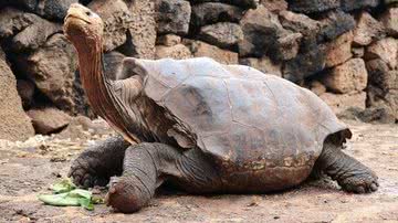 Divulgação/ Parque Nacional Galápagos