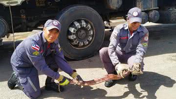 Divulgação/Corpo de Bombeiros