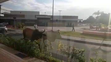 Reprodução/vídeo
