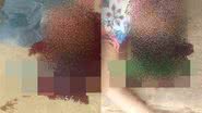 Montagem BNews