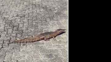 reprodução // Youtube